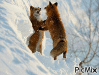 Foxes dancing in the snow - Gratis animerad GIF