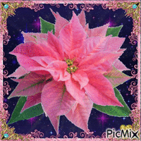flor de Natal - Ingyenes animált GIF