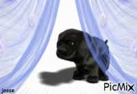 chien - Ücretsiz animasyonlu GIF
