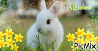 Adorable lapin - GIF animé gratuit