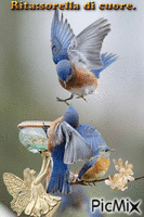 uccellini - Ingyenes animált GIF