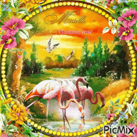 Concours!Flamants  roses