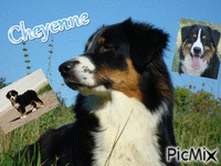 cheyenne - Darmowy animowany GIF