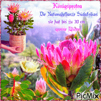 Exotische Blume - Nemokamas animacinis gif