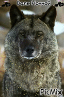 Волк - GIF animado gratis