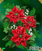 Poinsettias - Ingyenes animált GIF