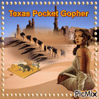 Texas Pocket Gopher - GIF animé gratuit