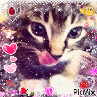 Cat (gato) - GIF animado gratis