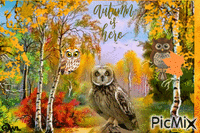 OWL animirani GIF