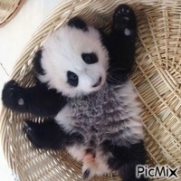 Bébé animal mignon - GIF animé gratuit