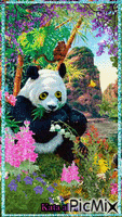 panda animerad GIF