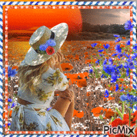 poppys and cornflowers - Gratis animeret GIF