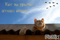 Кот на крыше, птицы выше... animovaný GIF