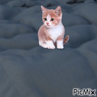 Kitten on bedspread GIF animé