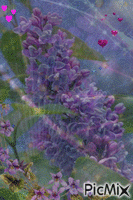 Lilac dreams - GIF เคลื่อนไหวฟรี