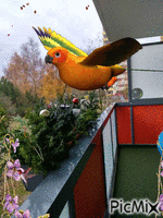 Herbst Vogel - Free animated GIF