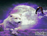 Lupus canis white GIF animata
