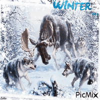 Wolves on a winter's day. Not all days are easy анимиран GIF