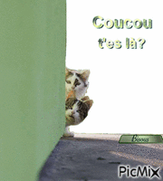 coucou t'es là ? アニメーションGIF