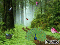 Les oiseaux de la forêt - GIF animado grátis