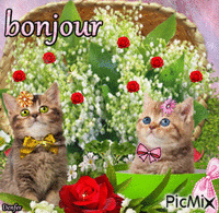bonjour chat Animated GIF