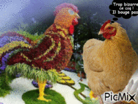 une histoire de poule - Zdarma animovaný GIF