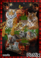 tigre animovaný GIF