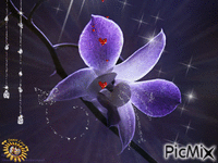 Orchidea viola - GIF animado grátis