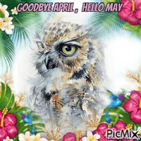 may owl