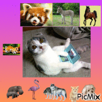 les animaux Animated GIF