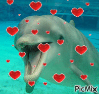 dolphin 4 - Besplatni animirani GIF