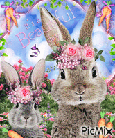 Rabbits GIF animata
