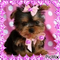 CUE PUPPY WITH PINK BOWS AND PINK GLITTERS - Free animated GIF