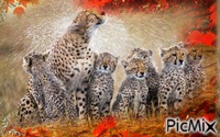 Cheetah shower - Darmowy animowany GIF