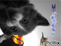 plouf mon chat - Bezmaksas animēts GIF