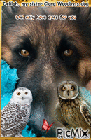OWL ONLY HAVE EYES, DELILAH MY SISTERS DOG GIF animé