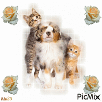 chats et chien Animated GIF