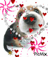ces`t beagle - Besplatni animirani GIF