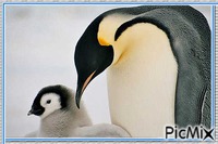 Pinguins imperador animovaný GIF