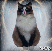 Cat анимированный гифка