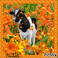 vache et fleurs orange