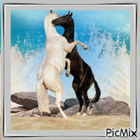 Pferde an der Meeresküste animált GIF