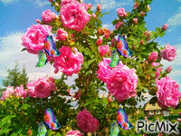 цветы - Gratis animerad GIF