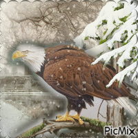 Concours :  Un aigle en hiver GIF animé