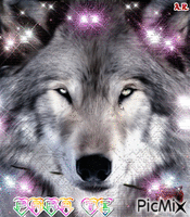 lobo com flor - GIF animado grátis