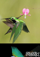 Fantasie oiseau Animiertes GIF