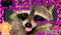 RACCOON - Bezmaksas animēts GIF