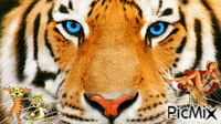 Tiger Animiertes GIF