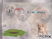 Coucou - Bezmaksas animēts GIF