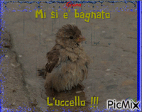 Uccello bagnato - Бесплатный анимированный гифка